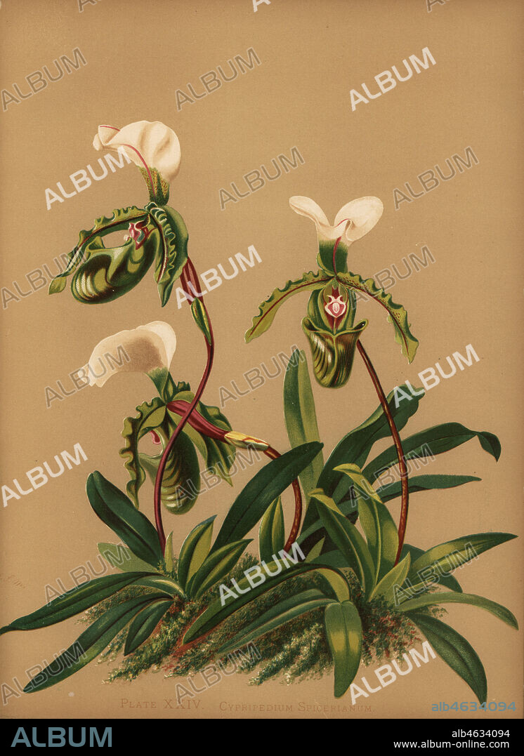 Paphiopedilum spicerianum orchid (Cypripedium spicerianum). Chromolithograph by Hatch Company after a botanical illustration by Harriet Stewart Miner from Orchids, the Royal Family of Plants, Lee & Shepard, Boston, 1885. The first American color plate book on orchids by woman botanist Miner.