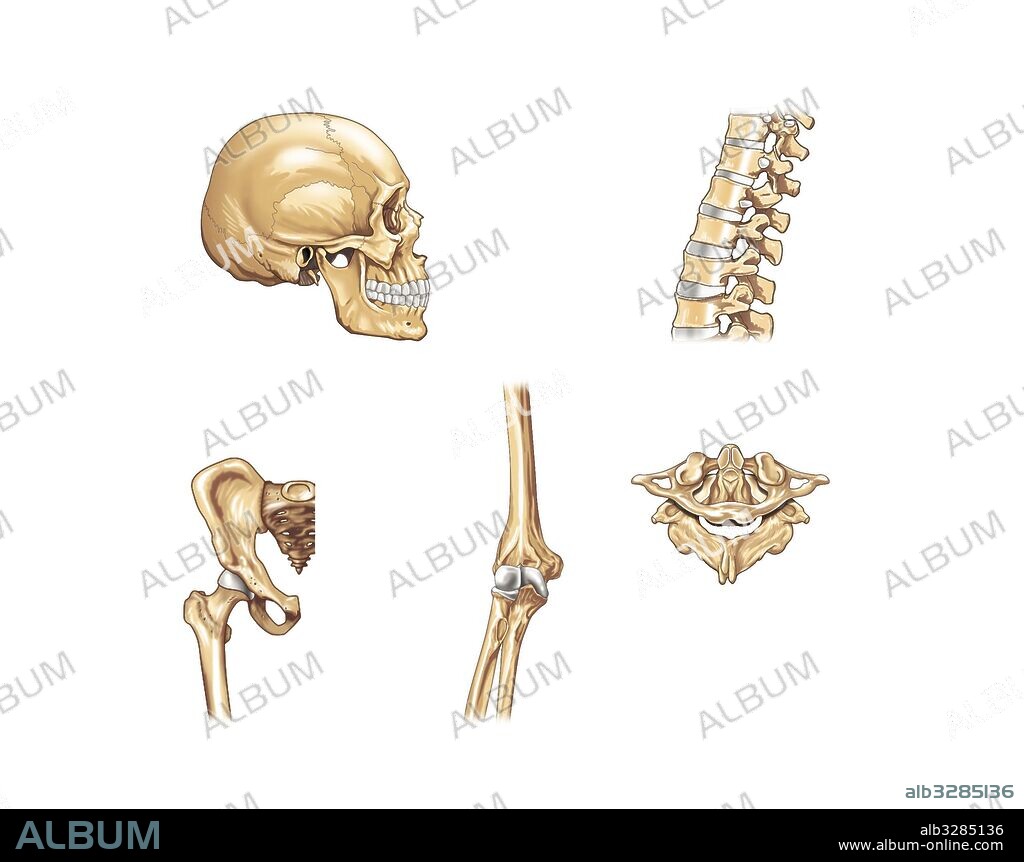 Types of joints.