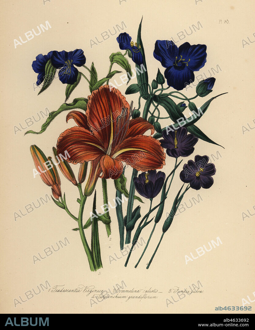 Common spiderwort, Tradescantia virginica, sky-blue commelin, Commelina caelestis, copper-coloured day lily, Funkia fulva, and large-flowered sisyrinchium, Sisyrinchium grandiflorum. Handfinished chromolithograph by Henry Noel Humphreys after an illustration by Jane Loudon from Mrs. Jane Loudon's Ladies Flower Garden of Ornamental Perennials, William S. Orr, London, 1849.
