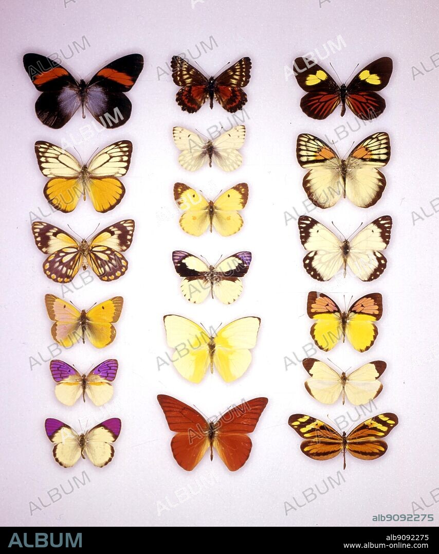 Butterflies/moths - (top left to bottom) Pereute leucodrosime, Cepora aspasia, Anaphaeis java (underside of female), Colias chrysotheme, Ixias vollenhovii, Enantia licina - (middle row top to bottom) Colias uricoecheae, Pontia callidice, Colias hyale, Colotis eris, Catopsilia pomona, Colotis danae - (top right to bottom) Archonias bellona, Ixias reinwardii, Anaphaeis java (male), Colotis zoe, Appias nera, Dismorphia amphione.