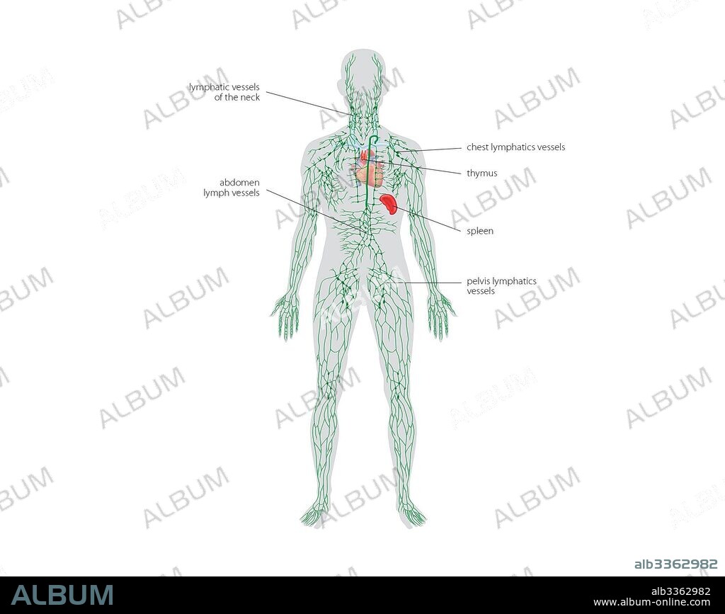 Lymphatic vessels.