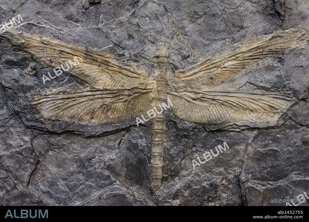 meganeura, giant dragonfly, carboniferous forests,Dinosauria, museo de los dinosaurios, sala de la evolucion, Esperaza.departamento del Aude, Languedoc-Roussillon, pirineos orientales,Francia, europa.