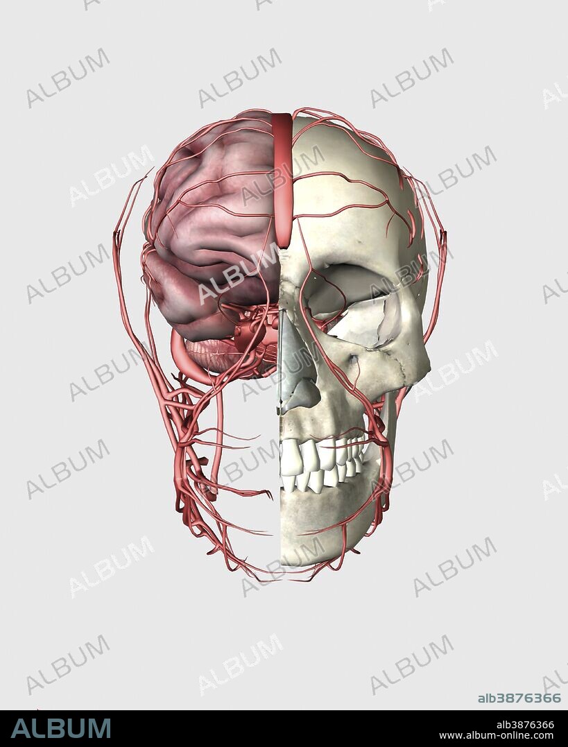 Brain in Relation to Skull and Face