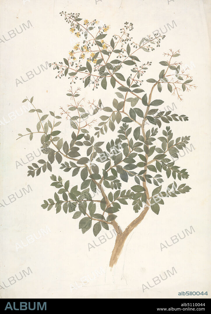 Euphorbia helioscopia L. (Sun Spurge): finished drawing of flowering plant with details of flowers and leaf and fruit, James Bruce, 17301794, British, undated, Watercolor, gouache, and graphite on moderately thick, moderately textured, cream laid paper, Sheet: 14 3/4 × 22 1/2 inches (37.5 × 57.2 cm).