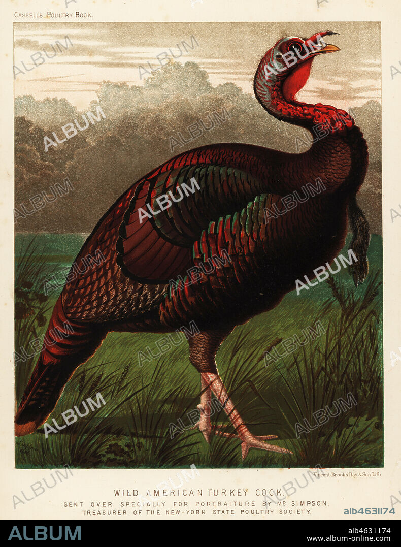 Wild American turkey cock, Meleagris gallopavo. Sent over specially for  portraiture by Mr. Simpson, Treasurer of the New York State Poultry  Society. Chromolithograph by Vi - Album alb4631174