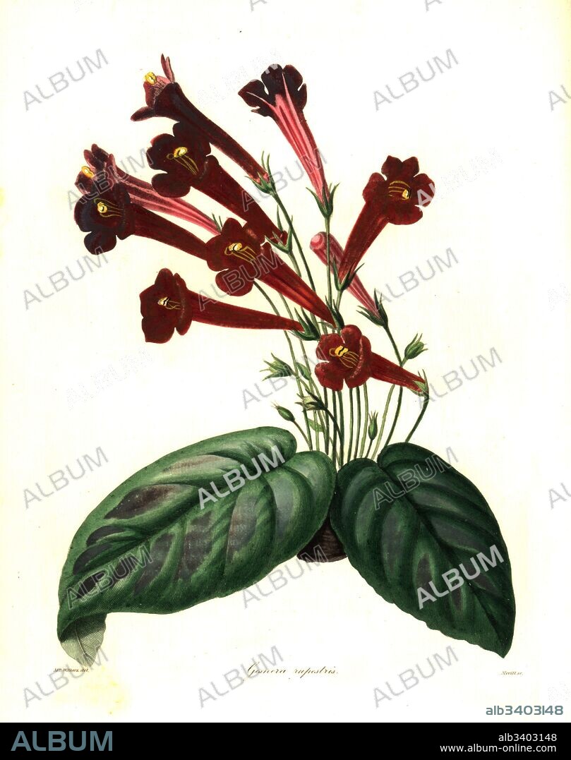 Rocky gesnera, Gesnera rupestris. Handcoloured copperplate engraving by S. Nevitt after a botanical illustration by Mrs Augusta Withers from Benjamin Maund and the Rev. John Stevens Henslow's The Botanist, London, 1836.
