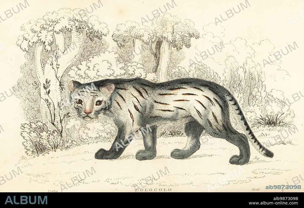 Pampas cat or pantanal, Leopardus colocola. (Colocolo, Felis colocolo, Molina). Handcoloured steel engraving by Joseph Kidd after an illustration by Alexander Forbes from William Rhinds The Miscellany of Natural History: Feline Species, edited by Sir Thomas Dick Lauder, Fraser & Co., Edinburgh, Scotland, 1834.