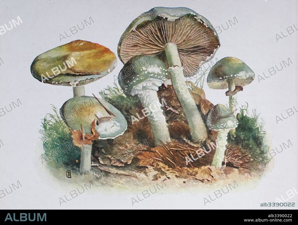 Stropharia aeruginosa, commonly known as the verdigris agaric, digital reproduction of an ilustration of Emil Doerstling (1859-1940).