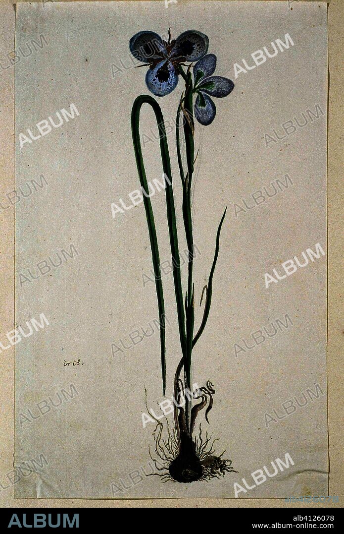 Moraea aristata (D. Delaroche) Aschers & Graebn. (Blue-eyed uintjie). Draughtsman: Robert Jacob Gordon. Dating: Oct-1777 - Mar-1786. Measurements: h 660 mm × w 480 mm; h 428 mm × w 270 mm.