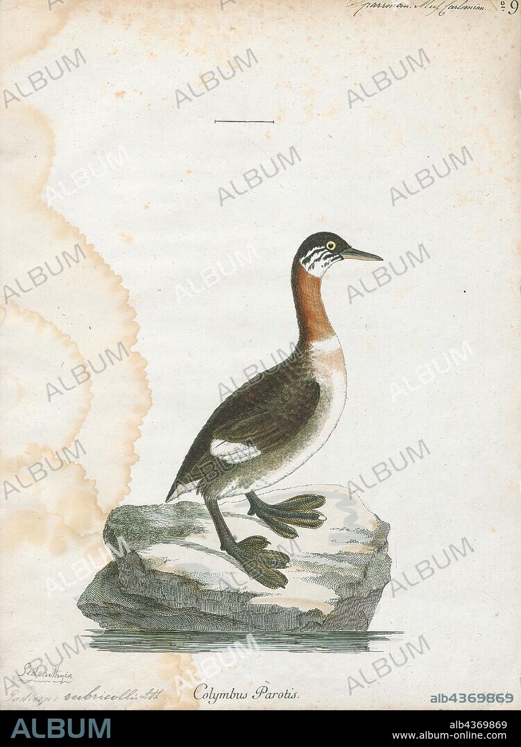 Podiceps grisegena, Print, The red-necked grebe (Podiceps grisegena) is a migratory aquatic bird found in the temperate regions of the northern hemisphere. Its wintering habitat is largely restricted to calm waters just beyond the waves around ocean coasts, although some birds may winter on large lakes. Grebes prefer shallow bodies of fresh water such as lakes, marshes or fish-ponds as breeding sites., 1786-1789.