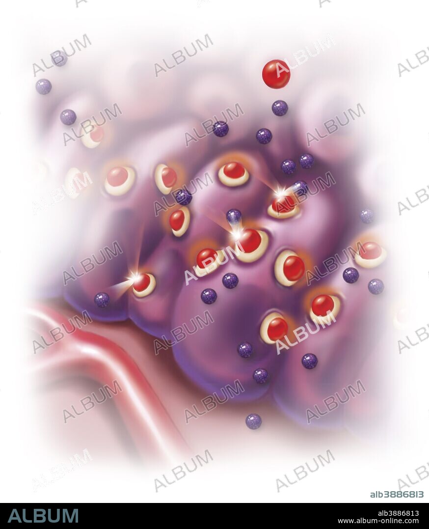 Antihistamine in histamine receptors blocking the allergic reaction.