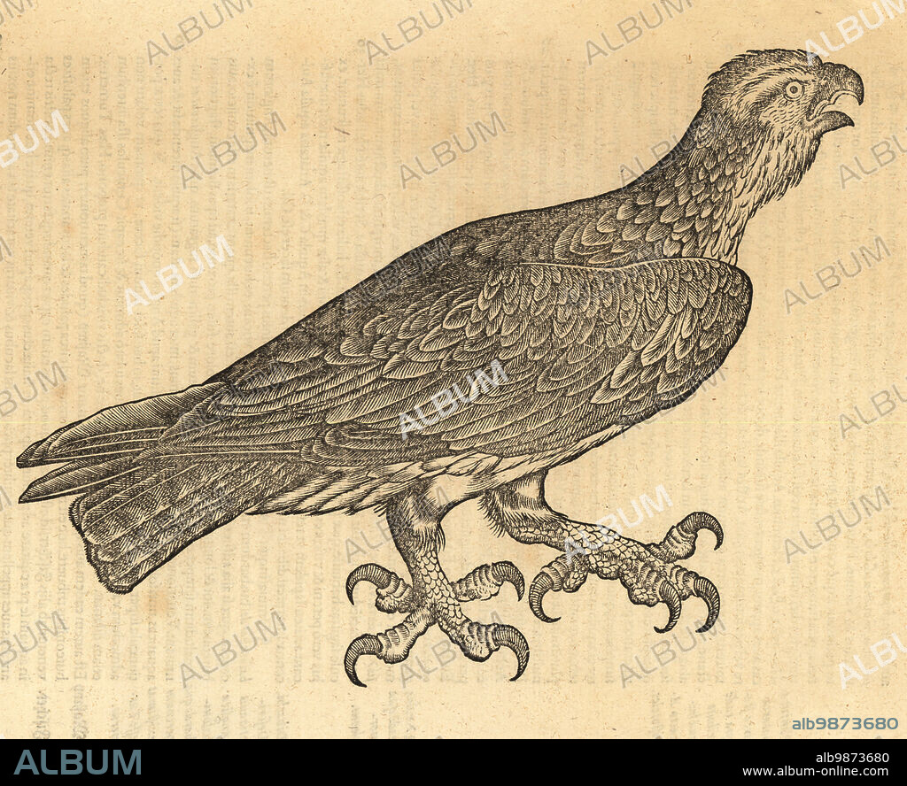 Spotted eagle, Clanga clanga. Vulnerable. De Avibus, de Aquila anataria. Aquila planga, Aquila clanga, Plaintive Eagle, Aquila naevia. Woodcut engraving after an illustration by Lucas Schan and Conrad Gessner from Conrad Gessners Historiae Animalium, De avium natura, (Natural history of animals: birds), Frankfurt, Wechel for Cambier, 1585.