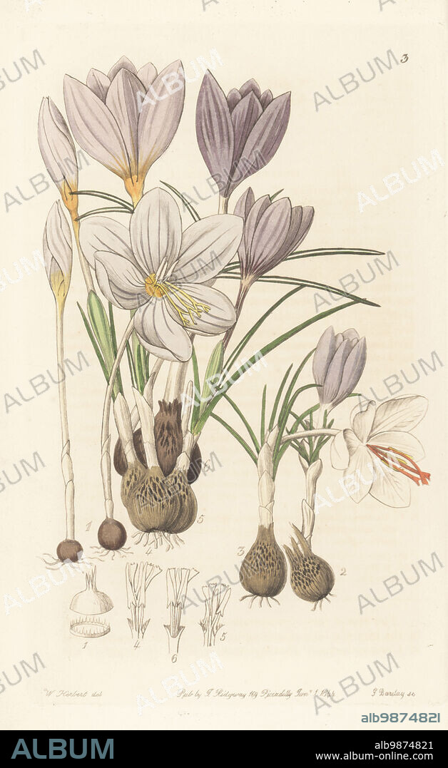 Autumnal crocuses, Croci autumnales. Crocus pulchellus 1, Crocus longiflorus 2, Crocus odorus 3, Crocus thomasianus 4, Crocus pallasianus 5, and Crocus cartwrightianus 6. Handcoloured copperplate engraving by George Barclay after a botanical illustration by Sarah Drake from Edwards Botanical Register, continued by John Lindley, published by James Ridgway, London, 1844.