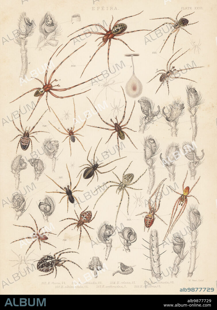 European cave spider, Meta menardi (Epeira fusca) 252, Metellina merianae (E. antriada) 253, Metellina merianae var. celata (E. celata) 254, Metellina segmentata (E. inclinata) 255, orbweaver, Zilla diodia (E. albimacula) 256, Hypsosinga pygmaea (E. anthracina) 257, and garden or diadem spider, Araneus diadematus (E. diadema) 258. Handcoloured lithograph by W. West from John Blackwalls A History of the Spiders of Great Britain and Ireland, Ray Society, London, 1861.