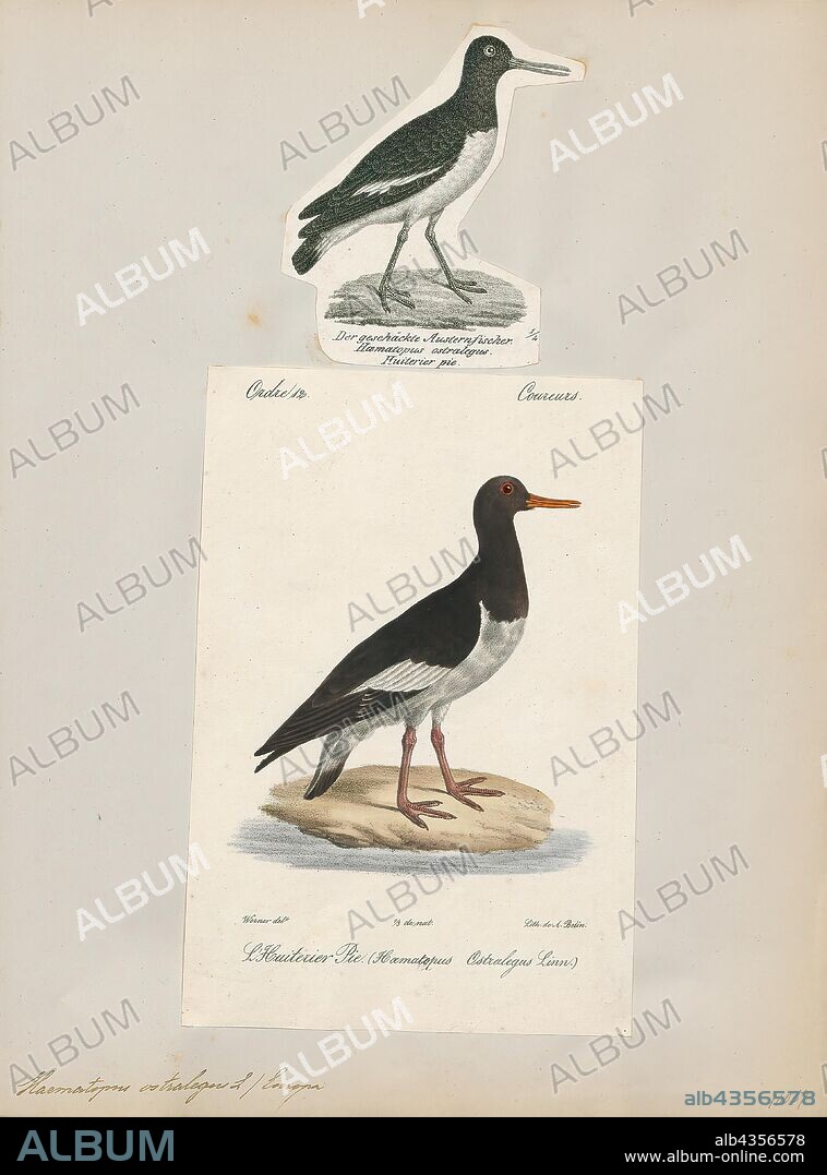 Haematopus ostralegus, Print, The Eurasian oystercatcher (Haematopus ostralegus) also known as the common pied oystercatcher, or palaearctic oystercatcher, or (in Europe) just oystercatcher, is a wader in the oystercatcher bird family Haematopodidae. It is the most widespread of the oystercatchers, with three races breeding in western Europe, central Eurasia, Kamchatka, China, and the western coast of Korea. No other oystercatcher occurs within this area., 1700-1880.