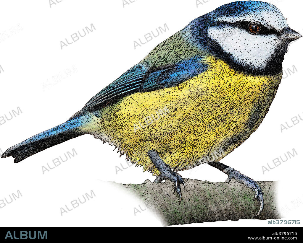 Eurasian Blue Tit, Illustration - Album alb3796715