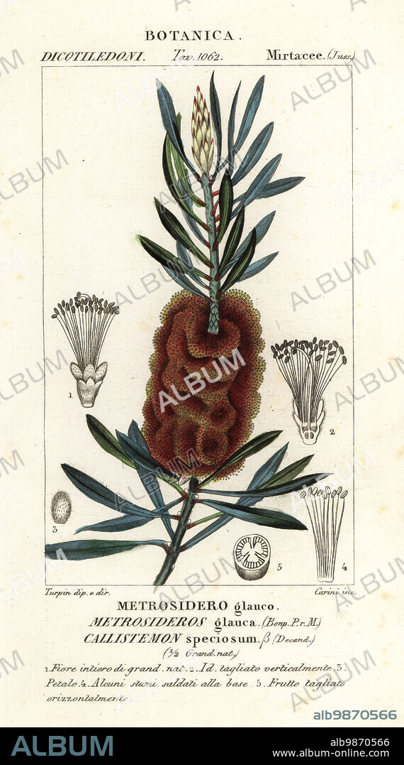 Albany bottlebrush, Callistemon speciosus. (Callistemon speciosum beta, Metrosideros glauca, Metrosidero glauco). Handcoloured copperplate stipple engraving from Antoine Laurent de Jussieu's Dizionario delle Scienze Naturali, Dictionary of Natural Science, Florence, Italy, 1837. Illustration engraved by Carini, drawn and directed by Pierre Jean-Francois Turpin, and published by Batelli e Figli. Turpin (1775-1840) is considered one of the greatest French botanical illustrators of the 19th century.