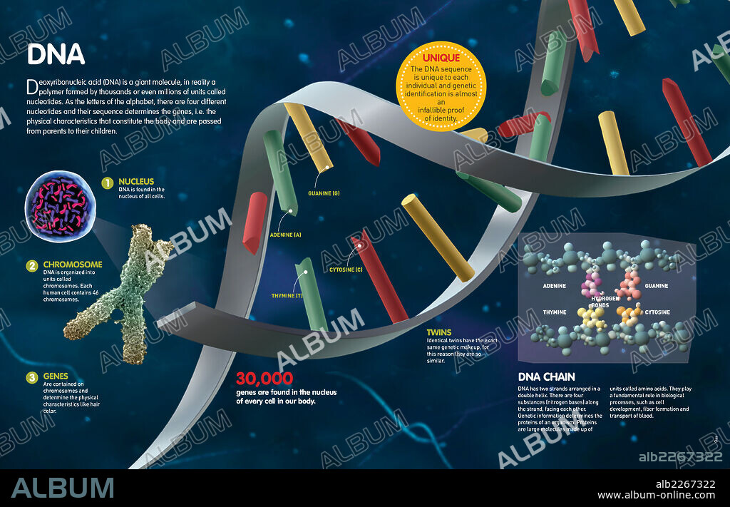 DNA. Infographic where the structure of DNA and its composition are described.