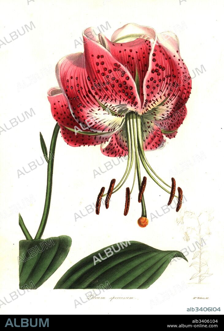 Shewy lily, Lilium speciosum. Handcoloured copperplate engraving after a botanical illustration by Mrs Augusta Withers from Benjamin Maund and the Rev. John Stevens Henslow's The Botanist, London, 1836.