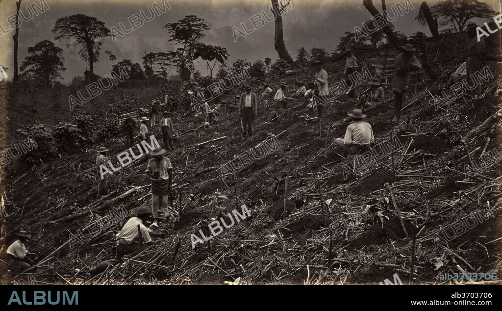 EADWEARD MUYBRIDGE. Setting out a Coffee Plantation at Antigua de Guatemala. Dated: 1875. Dimensions: image: 13.5 x 23.8 cm (5 5/16 x 9 3/8 in.)  sheet: 17.8 x 26.7 cm (7 x 10 1/2 in.)  mount: 25 x 33.2 cm (9 13/16 x 13 1/16 in.). Medium: albumen print, published 1877.