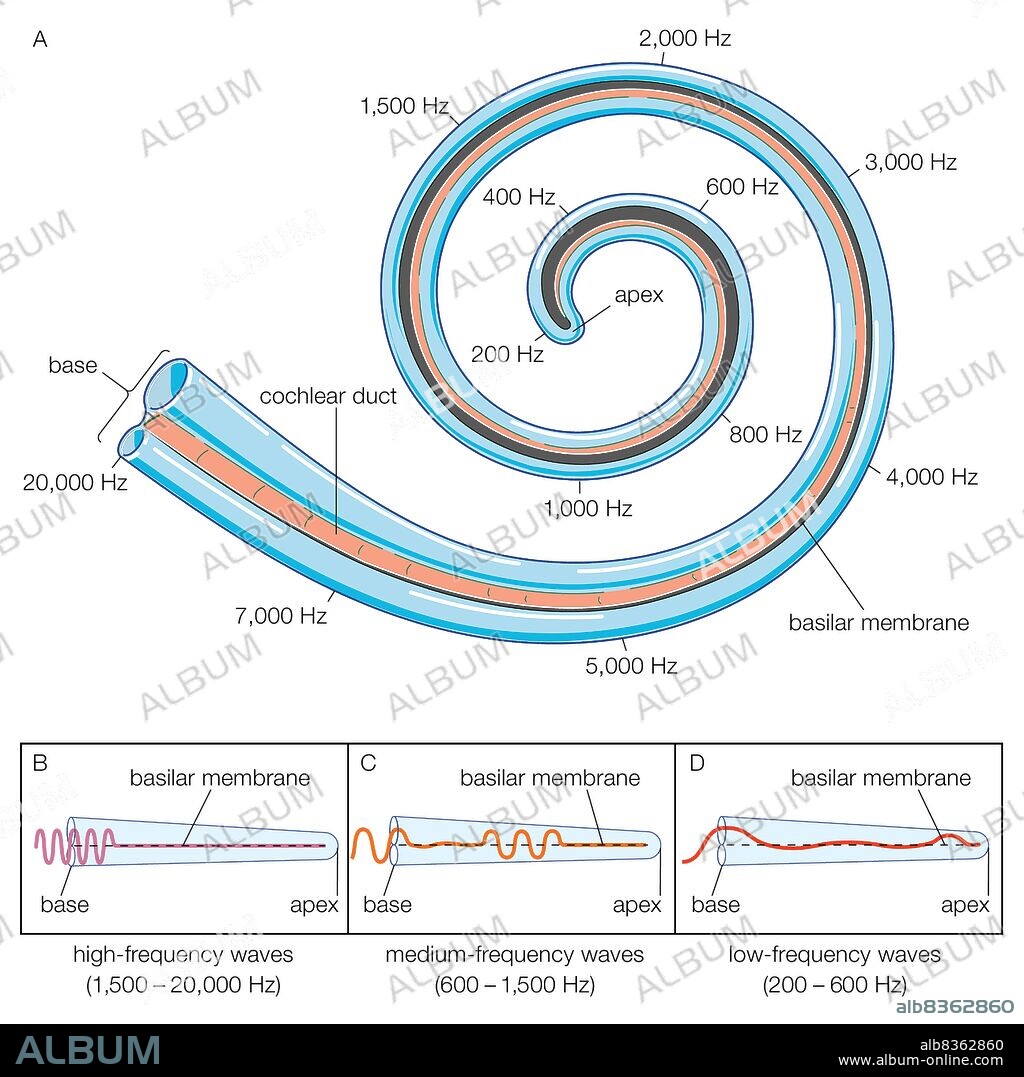 The analysis of sound frequencies by the basilar membrane.