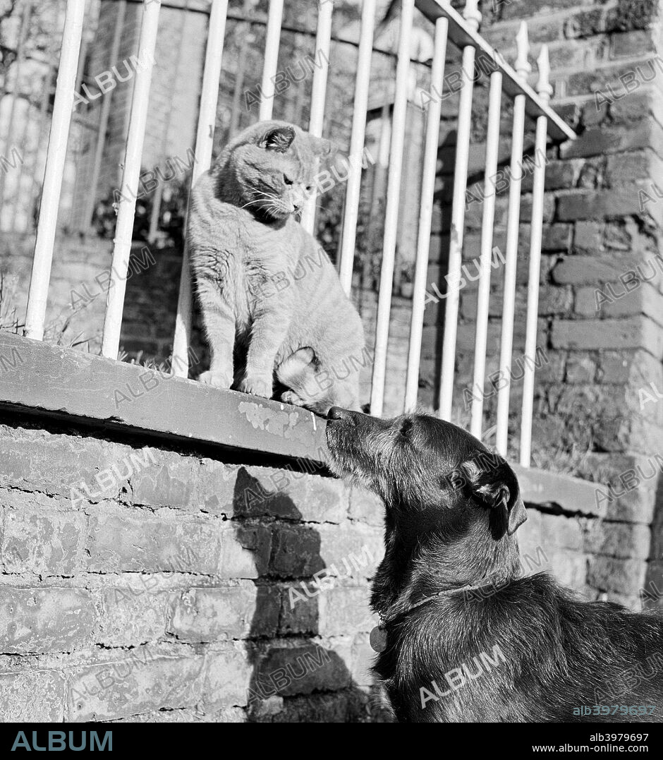 Cat and dog, late 1950s or early 1960s. Artist: John Gay. - Album alb3979697