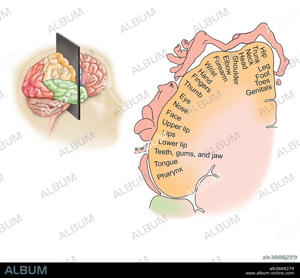 Coronal section through human brain showing the layout of the sensory cortex.