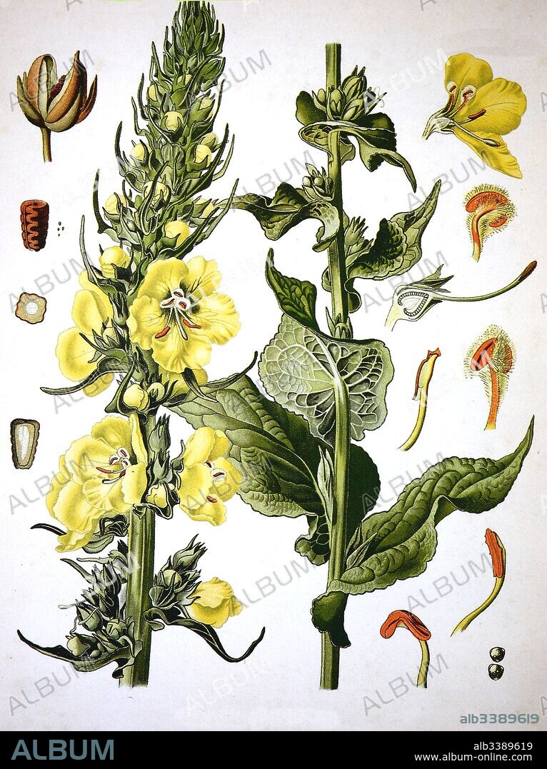 Verbascum densiflorum, the denseflower mullein, dense-flowered mullein, Medicinal plant.