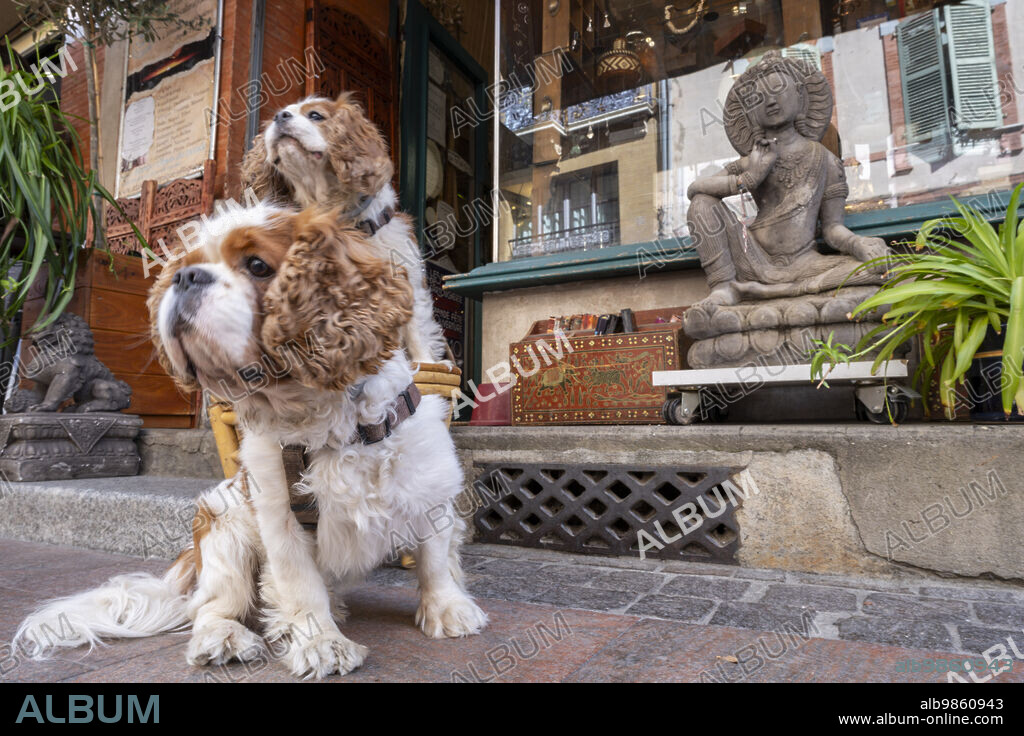 French sales cavalier dog