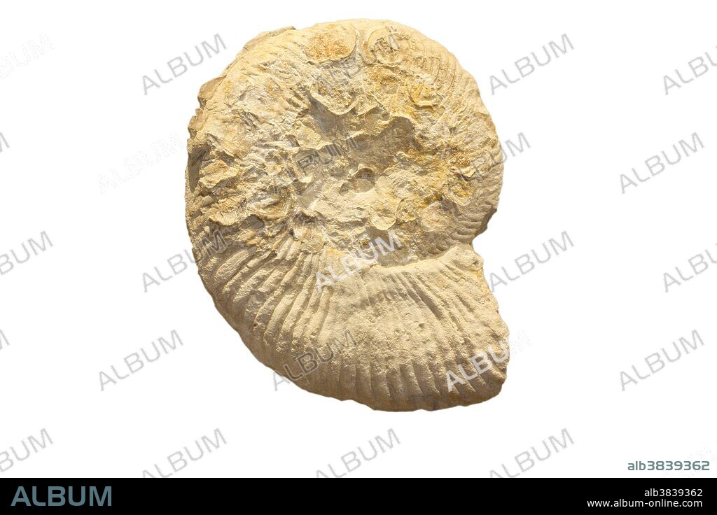 Fossil Ammonite (Oxytropidoceras belknapi) from the Early Cretaceous Period, about 118 million years ago, Fort Worth, Texas, USA. Specimen at Museum of the Earth, Ithaca, New York.