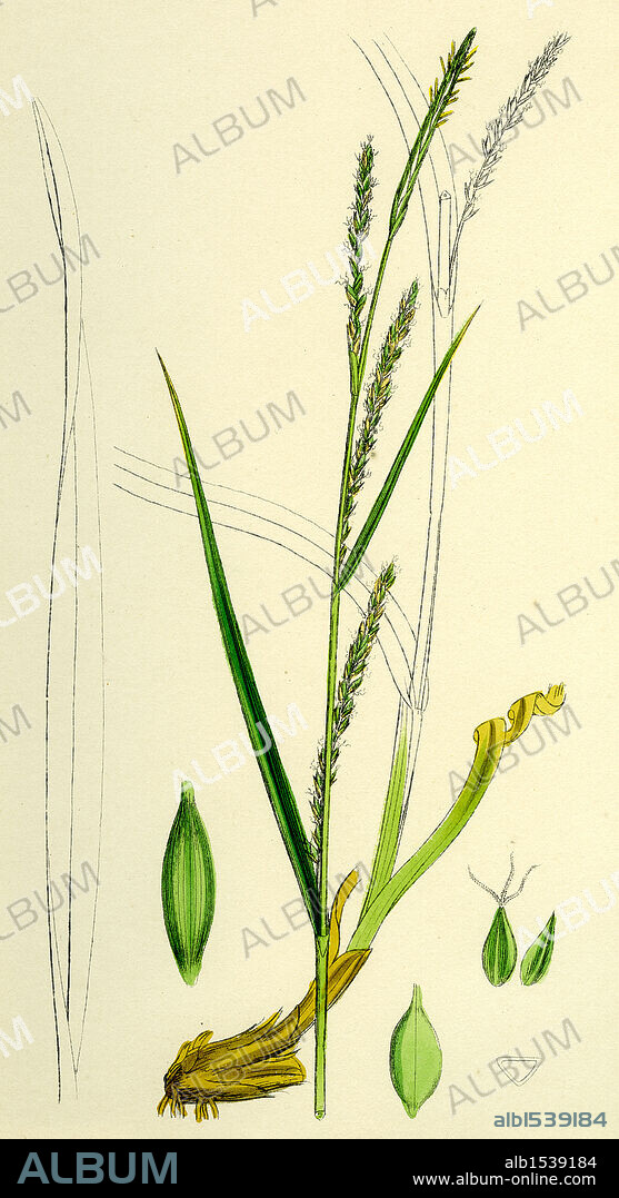 Carex strigosa; Loose-spiked Wood Sedge.