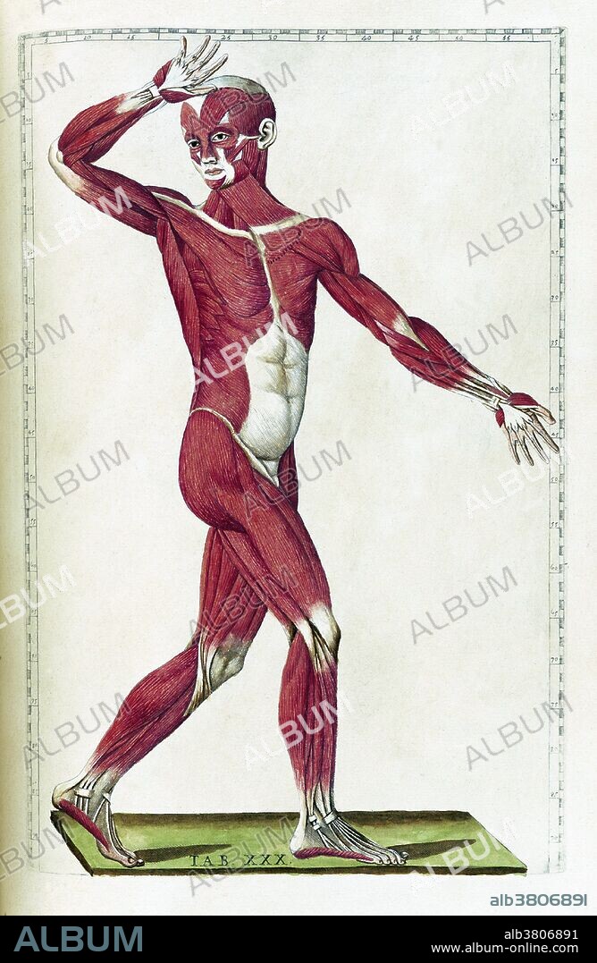 Table 30. Anatomical illustration from "Tabulae anatomicae" by Bartolomeo Eustachi, with copper plate engravings by Giulio de' Musi, published in 1783. Bartolomeo Eustachi (1500 or 1514 - August 27, 1574), also known by his Latin name of Eustachius, was one of the founders of the science of human anatomy. It is uncertain where he received his earliest training, but it is thought that he studied medicine in both Rome and Padua. He served as the physician to the Duke of Urbino and eventually became physician to Cardinal Giulio Della Rovere in Rome, where Eustachi lectured on anatomy at the Studio della Sapienza. He died in 1574 en route to Fossombrone to tend to the Cardinal. Throughout his career, Eustachi was a staunch supporter of Galenic anatomy, performing his own in-depth investigations to oppose such reformers as Vesalius. His greatest work, which he was unable to publish, is his Anatomical Engravings. These were completed in 1552, nine years after Vesalius was published. The engravings show that Eustachius had dissected with the greatest care and diligence, and taken the utmost pains to give just views of the shape, size, and relative position of the organs of the human body. The fact that his book became a bestseller more than a century after his death shows the extent of the religious restrictions on anatomists all through the Renaissance.