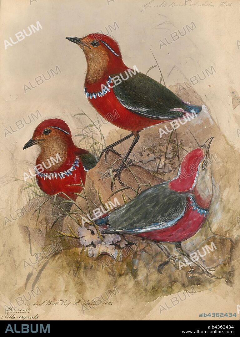 Pitta arquata, Print, The blue-banded pitta (Erythropitta arquata) is a species of bird in the Pittidae family. It is found in Indonesia, Brunei and Malaysia where it is endemic to the island of Borneo. Its natural habitat is subtropical or tropical moist lowland forests., 1871.