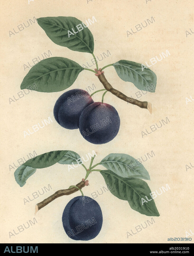 Plum varieties, Prunus domestica: Le Royal and Blue Perdrigon. Handcoloured stipple engraving of an illustration by George Brookshaw from his own "Pomona Britannica," London, Longman, Hurst, etc., 1817. The quarto edition of the original folio edition published from 1804-1812. Brookshaw (1751-1823) was a successful cabinet maker who disappeared in the 1790s before returning as a flower painter with the anonymous "New Treatise on Flower Painting," 1797.