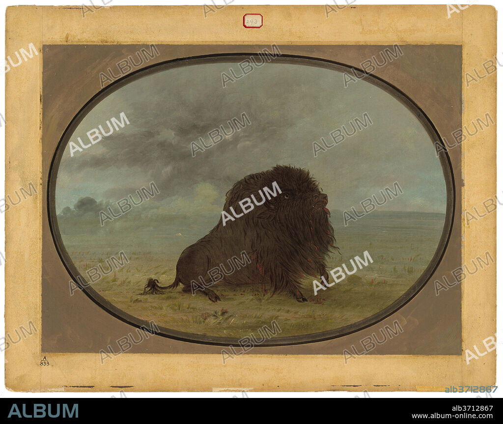 GEORGE CATLIN. Dying Buffalo Bull. Dated: 1861/1869. Dimensions: overall: 44.5 x 60.5 cm (17 1/2 x 23 13/16 in.). Medium: oil on card mounted on paperboard.