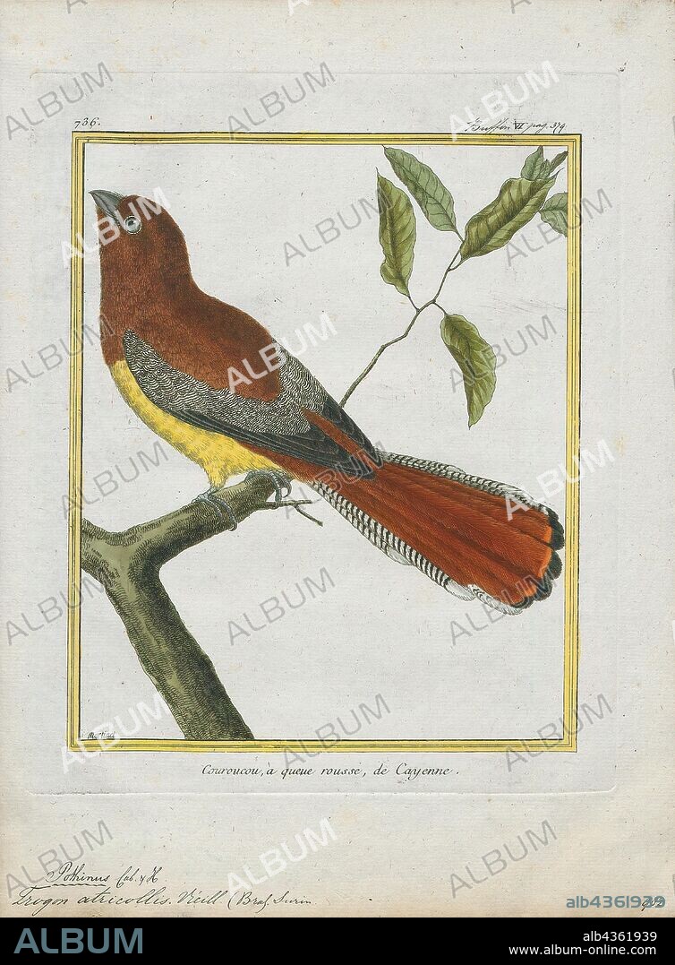 Trogon atricollis, Print, The trogons and quetzals are birds in the order Trogoniformes which contains only one family, the Trogonidae. The Trogonidae family contains 39 species in seven genera. The fossil record of the trogons dates back 49 million years to the Early Eocene. They might constitute a member of the basal radiation of the order Coraciiformes or be closely related to mousebirds and owls. The word trogon is Greek for "nibbling" and refers to the fact that these birds gnaw holes in trees to make their nests., 1700-1880.