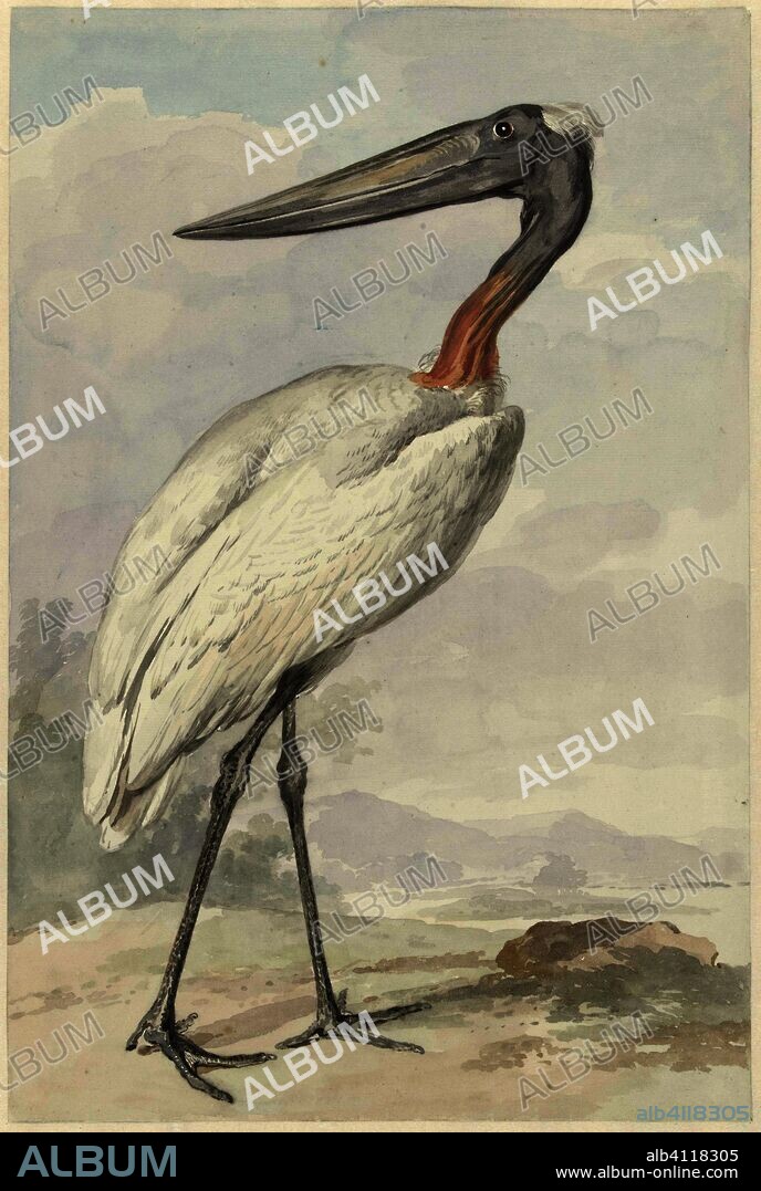 Jabiroe (Jabiroe mycteria). Draughtsman: Aert Schouman. Dating: 1770. Measurements: h 382 mm × w 256 mm.