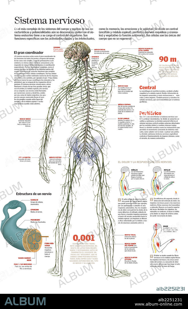 SISTEMA NERVIOSO. Infografía del sistema nervioso humano, la estructura de los nervios, su funcionamiento y los actos reflejos.