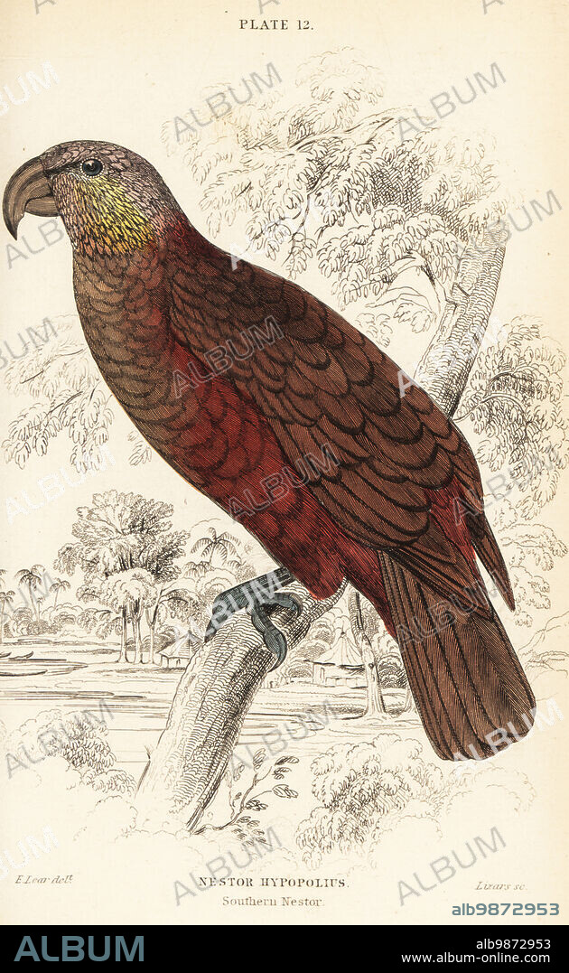 New Zealand kaka, Nestor meridionalis. Endangered. (Southern nestor, Nestor hypopolius.) Handcoloured copperplate engraving by William Lizars after an illustration by Edward Lear from Prideaux J. Selbys the Natural History of Parrots in Sir William Jardines Naturalists Library: Ornithology, Lizars, Edinburgh, 1836.