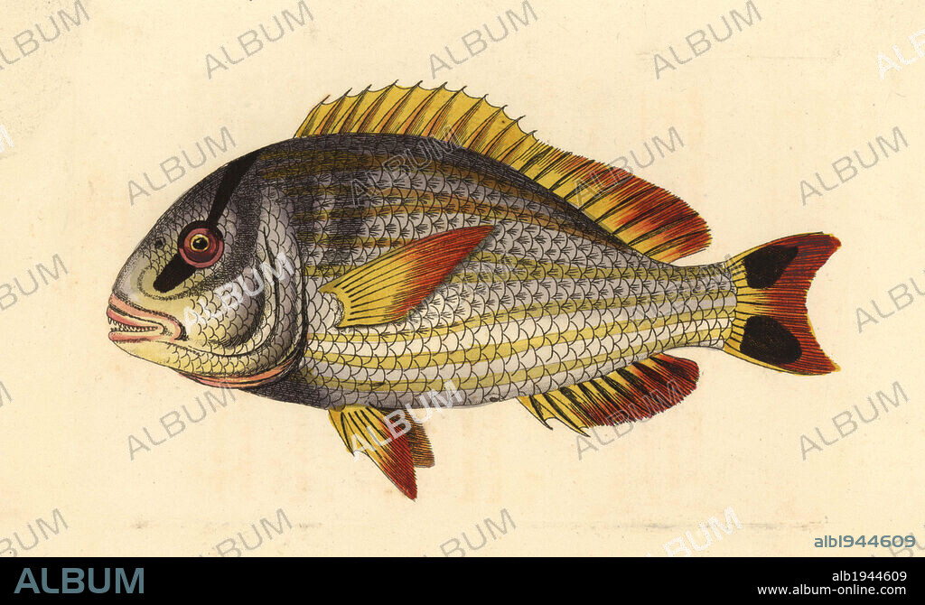 Porkfish, Anisotremus virginicus. Illustration signed RP Nodder, drawn and engraved by Richard Polydore Nodder. Handcolored copperplate engraving from George Shaw and Frederick Nodder's "The Naturalist's Miscellany" 1812. Most of the 1,064 illustrations of animals, birds, insects, crustaceans, fishes, marine life and microscopic creatures for the Naturalist's Miscellany were drawn by George Shaw, Frederick Nodder and Richard Nodder, and engraved and published by the Nodder family. Frederick drew and engraved many of the copperplates until his death around 1800, and son Richard (1774~1823) was responsible for the plates signed RN or RPN. Richard exhibited at the Royal Academy and became botanic painter to King George III.