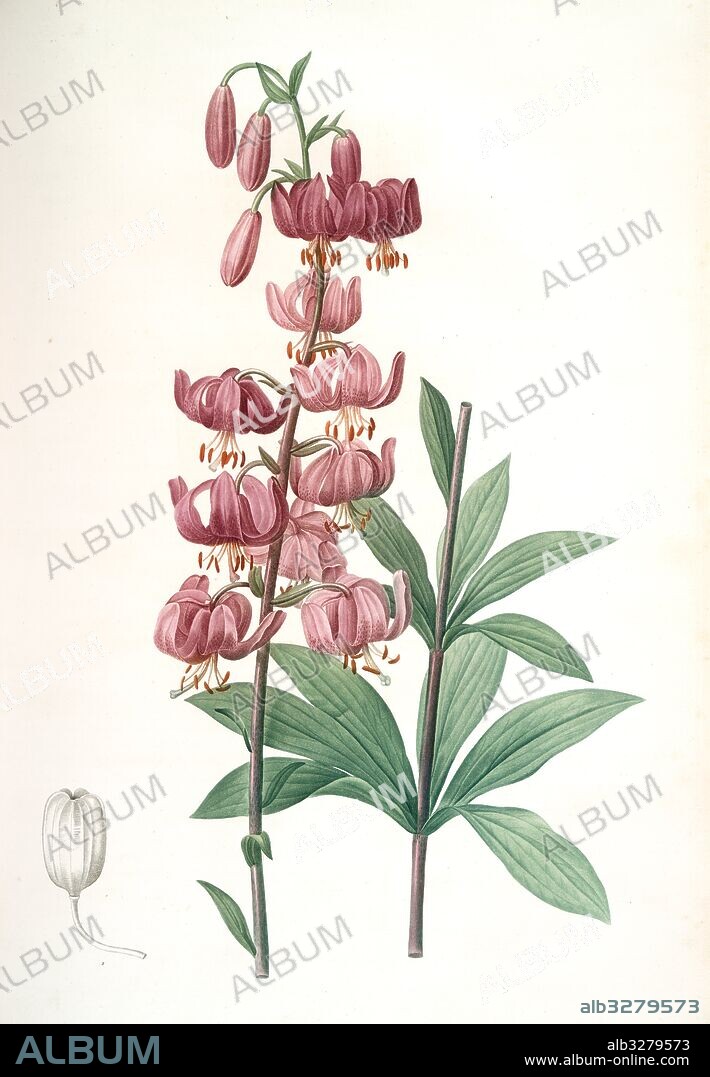 Lilium martagon, Lis martagon; Turk's Cap Lily or Martagon Lily, Redouté, Pierre Joseph, 1759-1840, les liliacees, 1802 - 1816.