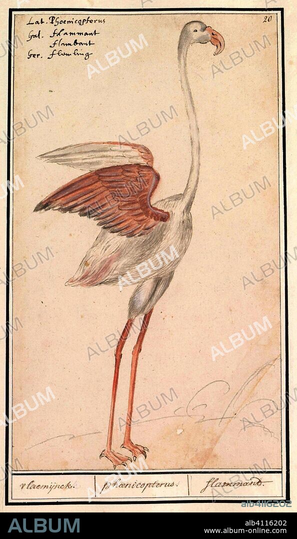 ANSELMUS BOËTIUS DE BOODT. Gewone flamingo (Phoenicopterus roseus); vlaemijnck. / phaenicopteros. / flamandt. (title on object). Draughtsman: Anselmus Boëtius de Boodt. Draughtsman: Elias Verhulst. Dating: 1596 - 1610. Place: Praag. Measurements: h 297 mm × w 175 mm.