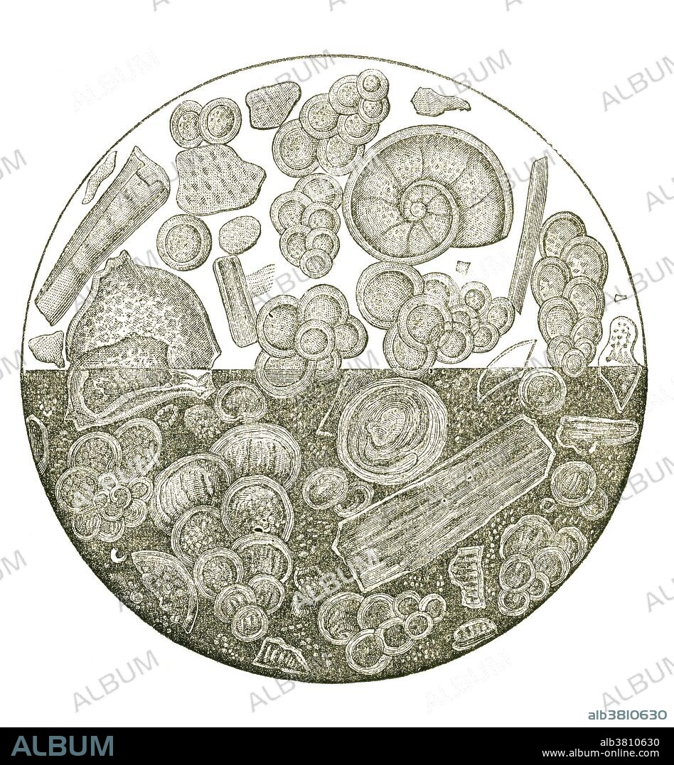 Foraminifera and other zoophytes from the chalk of Meudon, a Cretaceous Period deposit in France. The upper half of the illustration shows how the specimens would look under a microscope with transmitted light; the lower half is exhibited by reflected light. Illustration from Louis Figuier's The World Before the Deluge, 1867 American edition.