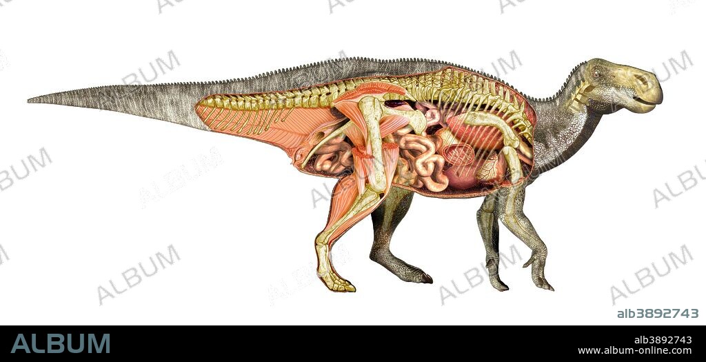 Internal anatomy of an Iguanodon dinosaur. Cross section view of the internal organs, muscles and skeleton of an Iguanodon dinosaur. side view.