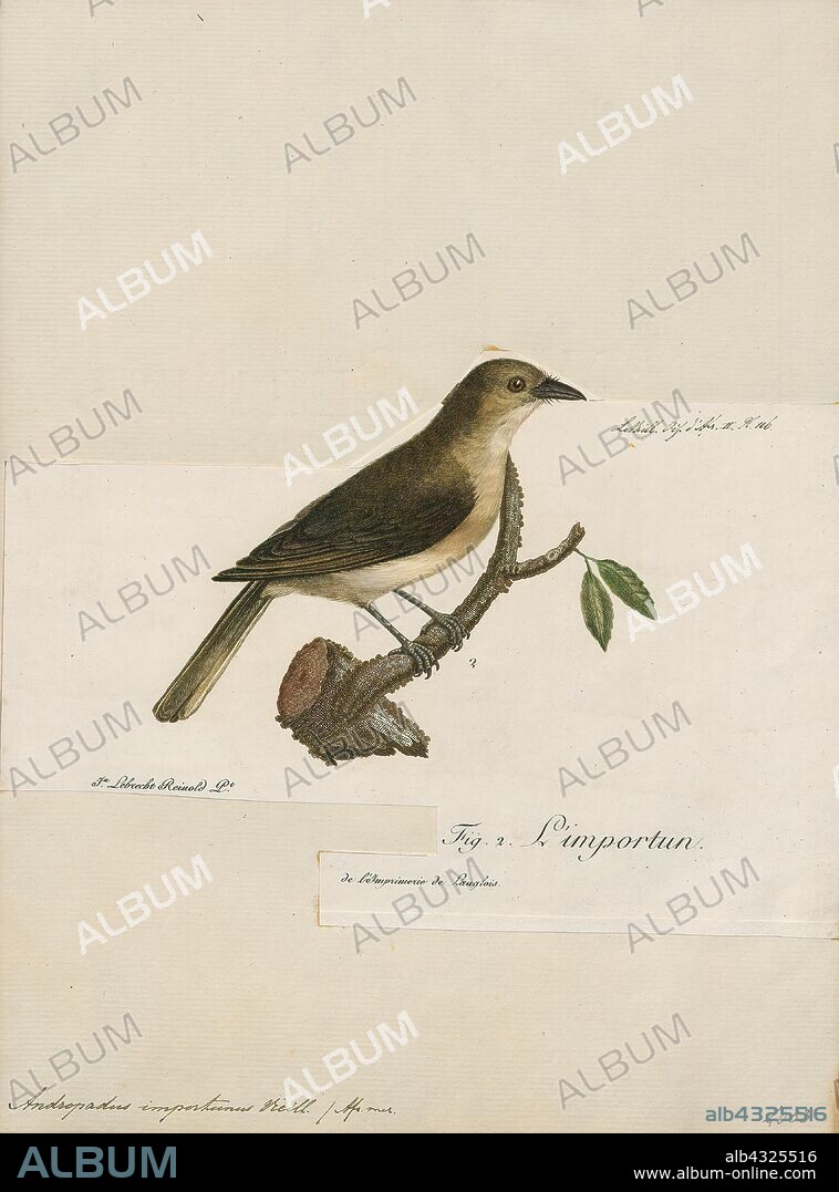 Andropadus importunus, Print, The sombre greenbul (Andropadus importunus) is a member of the bulbul family of passerine birds. It is a resident breeder in coastal bush, evergreen forest and dry shrub land in eastern and southern Africa. It is the only member of the genus Andropadus., 1796-1808.