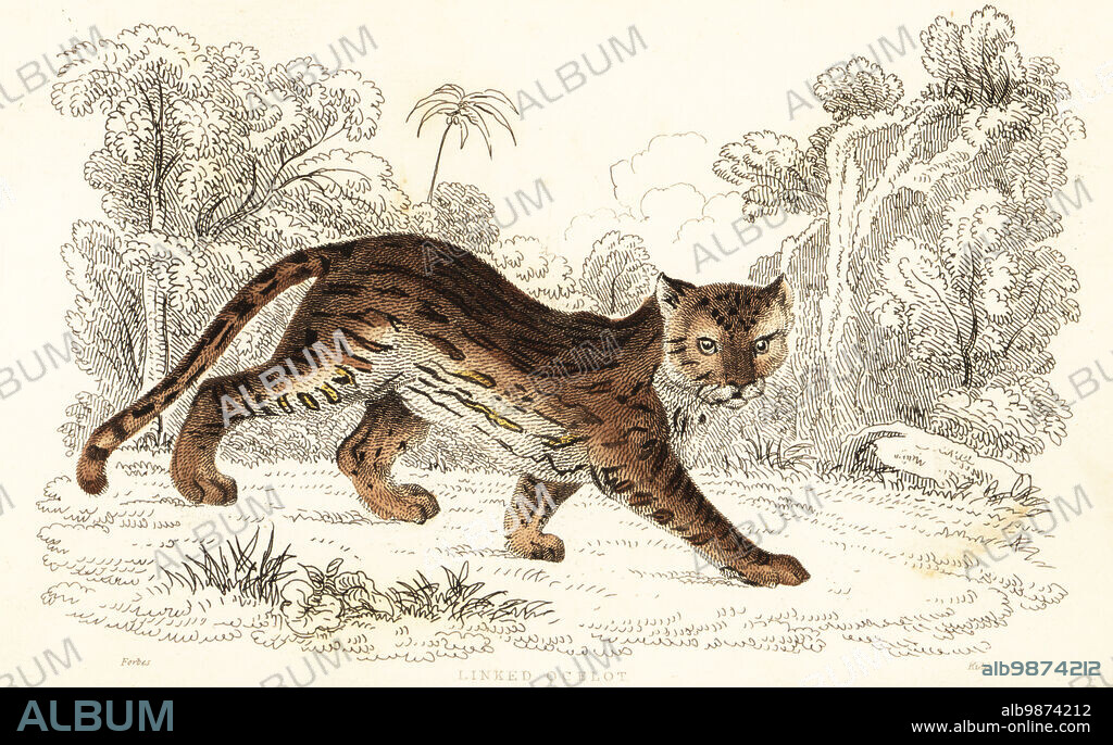 Margay, Leopardus wiedii catenata. Threatened. Named after Prince Maximilian of Wied-Neuwied. (Linked ocelot, Felis catenata.) Handcoloured steel engraving by Joseph Kidd after an illustration by Alexander Forbes from William Rhinds The Miscellany of Natural History: Feline Species, edited by Sir Thomas Dick Lauder, Fraser & Co., Edinburgh, Scotland, 1834.