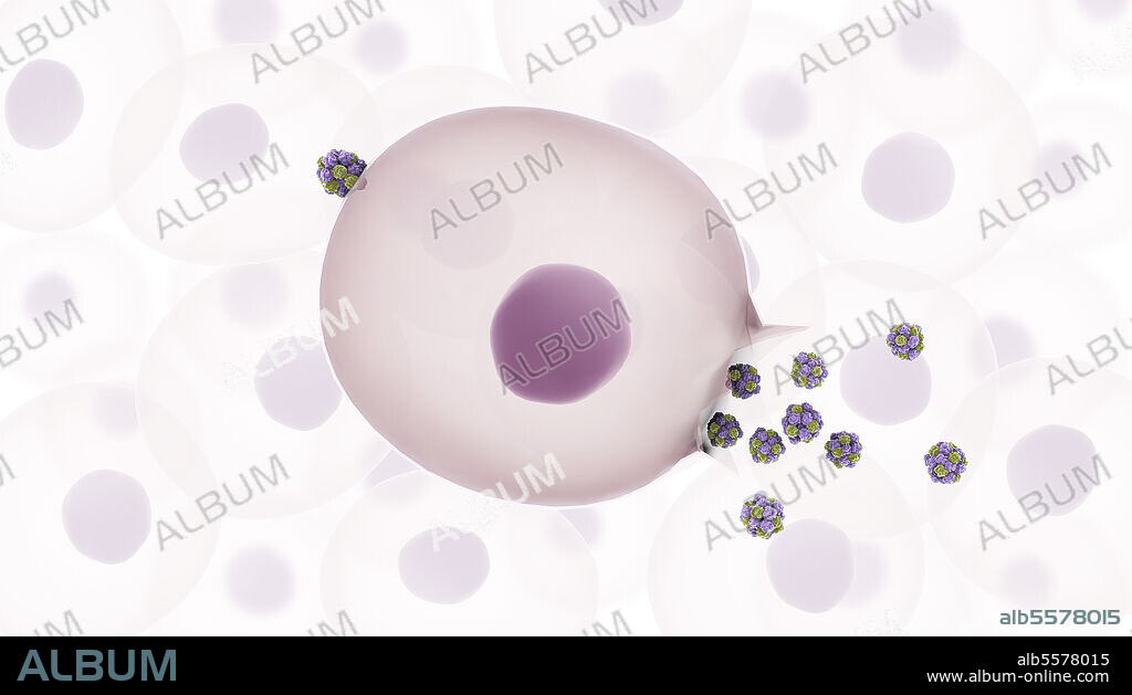 Medical illustration showing the life cycle of a norovirus. The virus enters cell and replicates to new viruses which are then released into extracellular fluid.