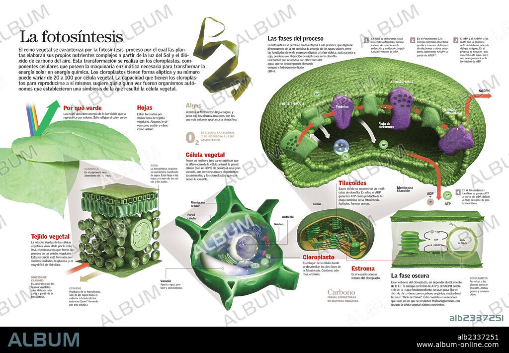 proceso de fotosíntesis