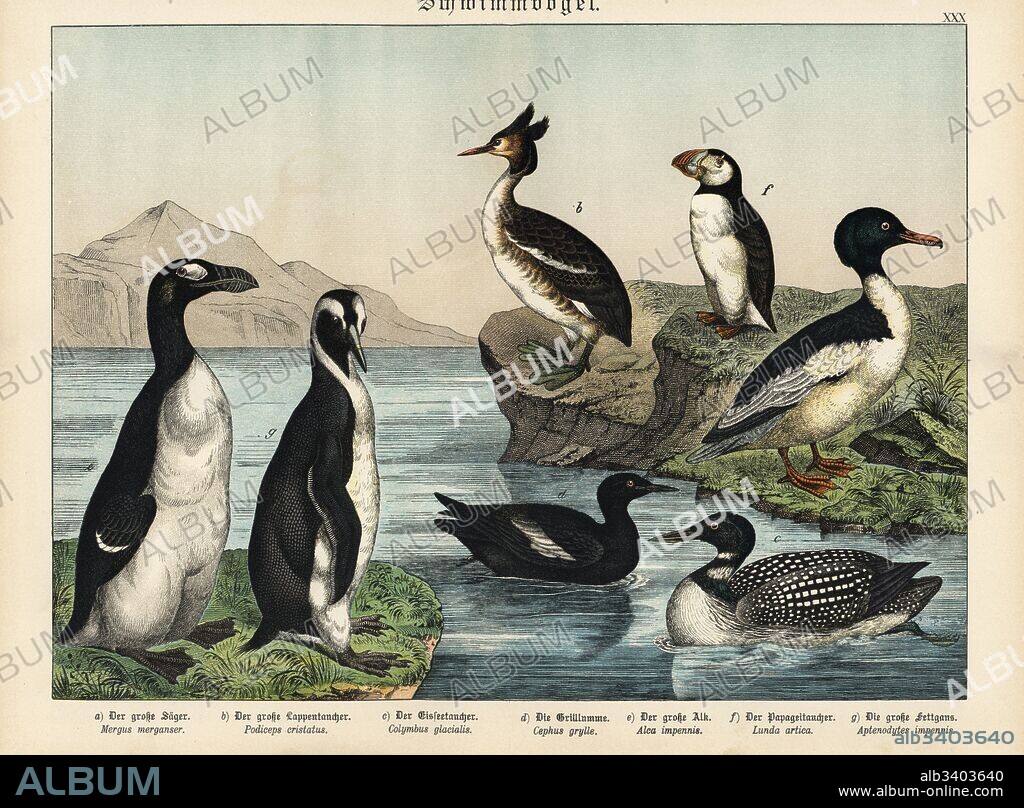 C. 1896 GREAT AUK EGG print • hot original antique print- speckled eggs • Seebohm egg • extinct bird print • Pinguinus impennis • extinct!