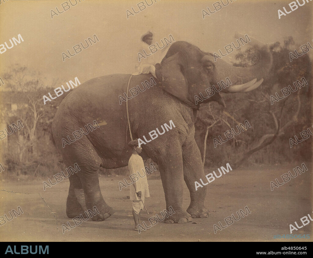 LALA DEEN DAYAL. The Great Elephant Saluting, 1885-1900.